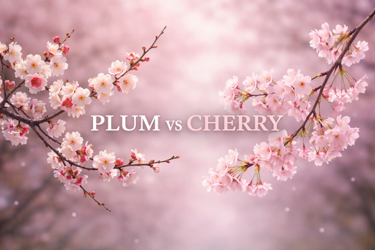 Side by side flowering branches labeled Plum and Cherry, introducing the difference between ume and sakura blossoms.